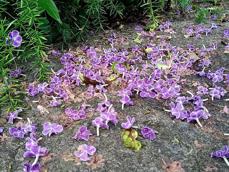 落花水面皆文章